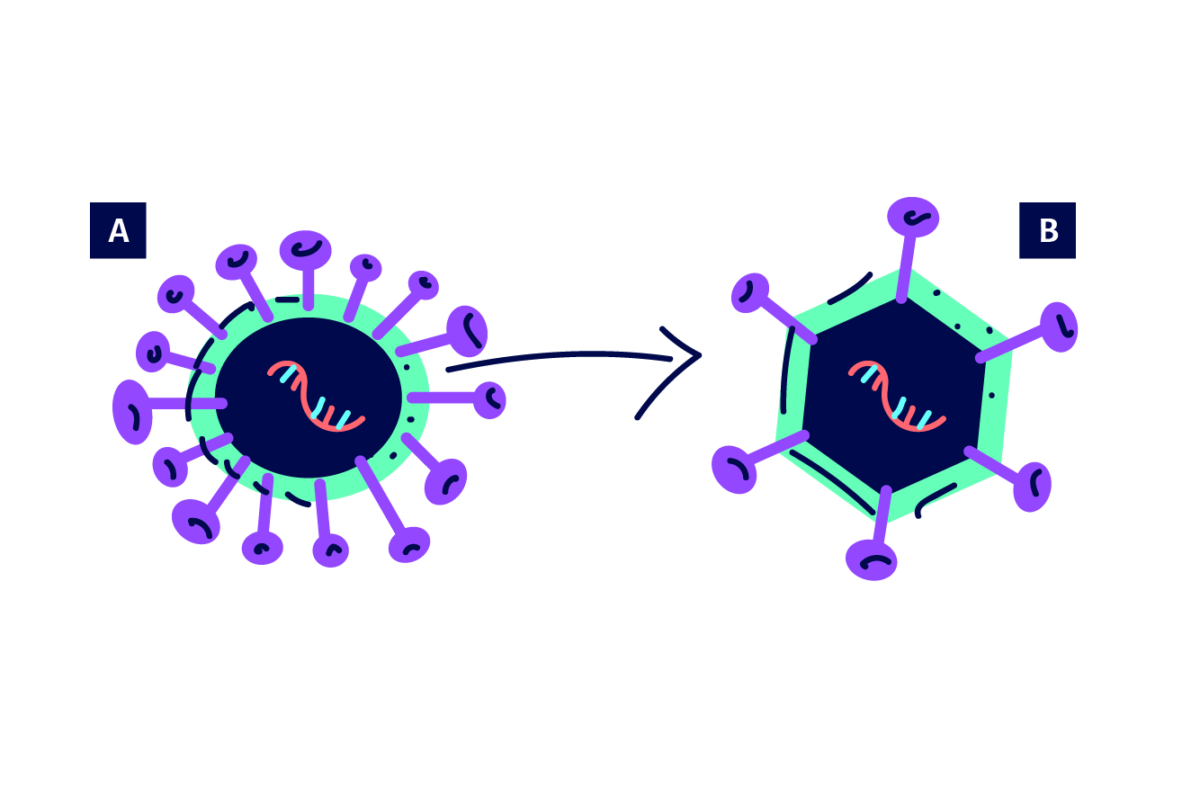 Esquema didatico de vacina de vetor viral